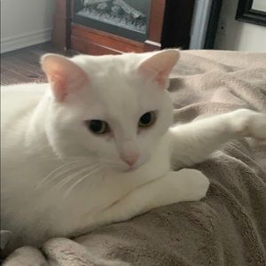 Meet your Posher, Kim